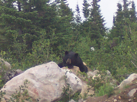 bear on rock