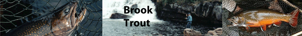 brooktrout logo