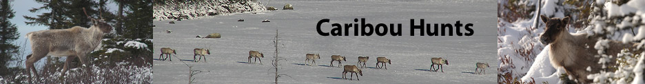 Caribou Header