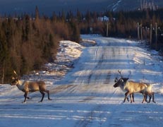 caribou