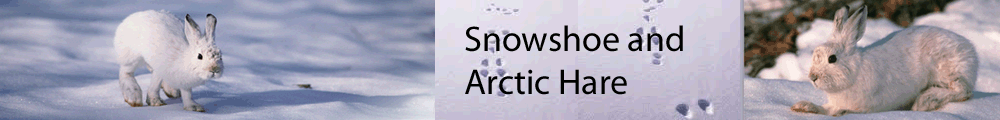 Snowshoe and Arctic Hare Logo