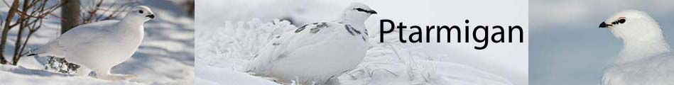 ptarmiganbanner