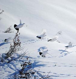 ptarmiganflying