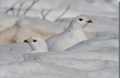 snow ptarmigan