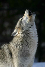 howling wolf